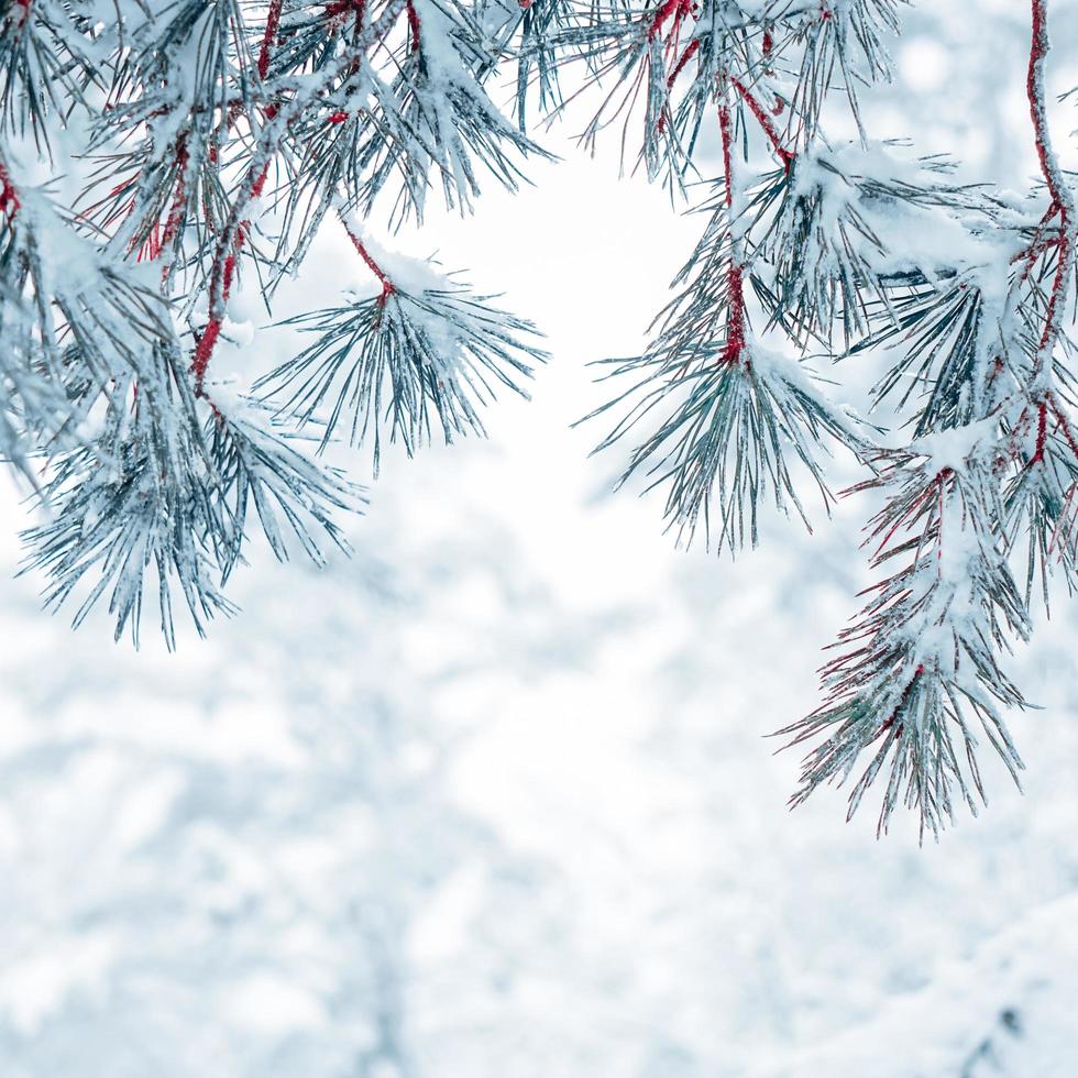 nieve en las hojas de los pinos en la temporada de invierno foto