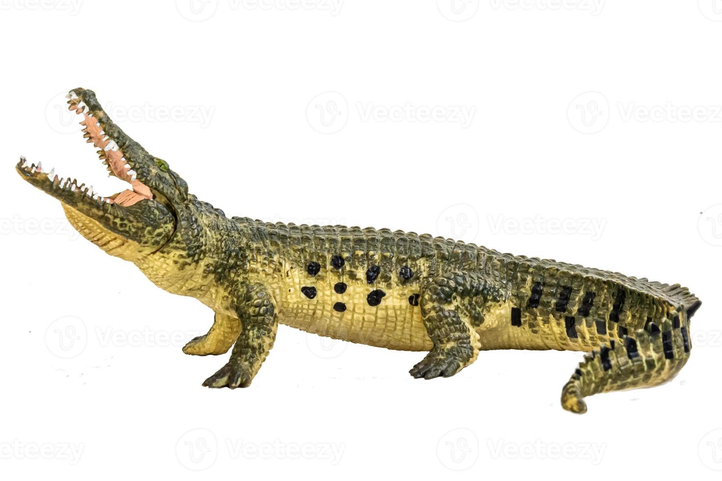 crocodile on isolated background photo