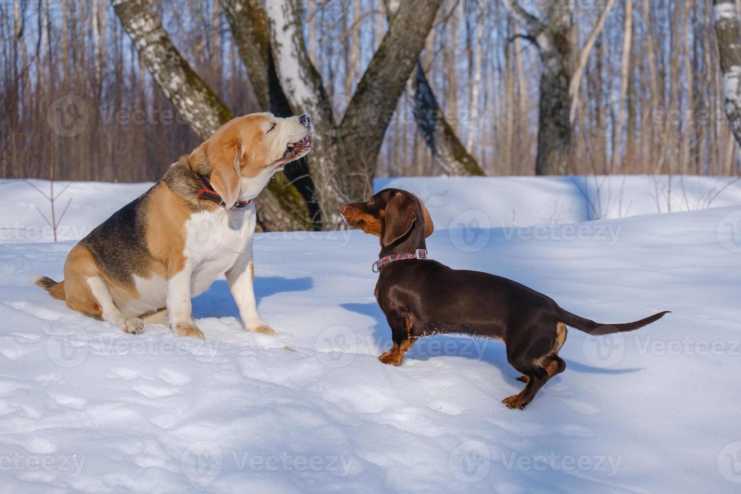 perro beagle jugando con un cachorro dachshund mientras camina en un parque nevado foto