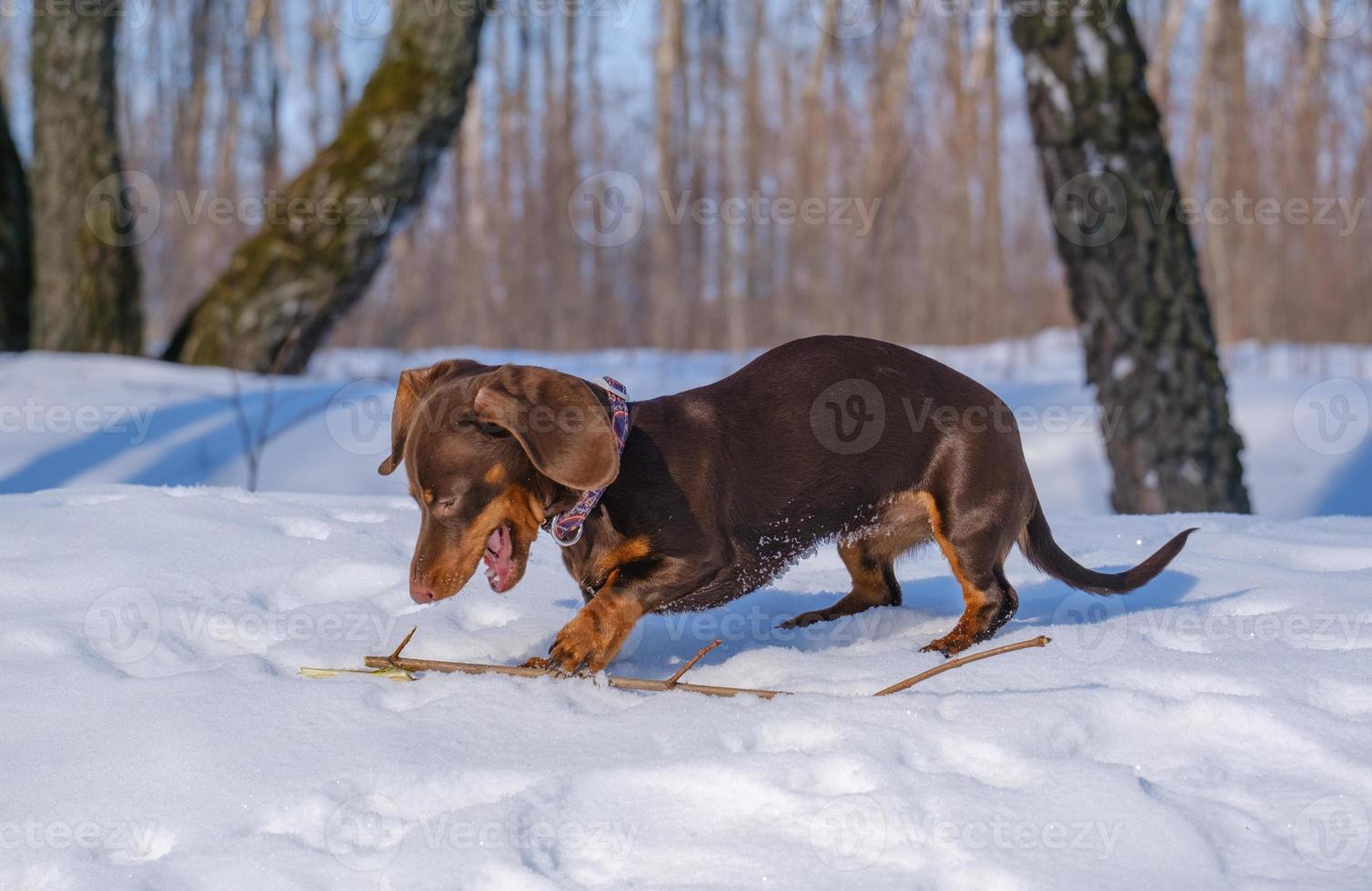 cute coffee-colored dachshund puppy on a walk in a snowy park photo