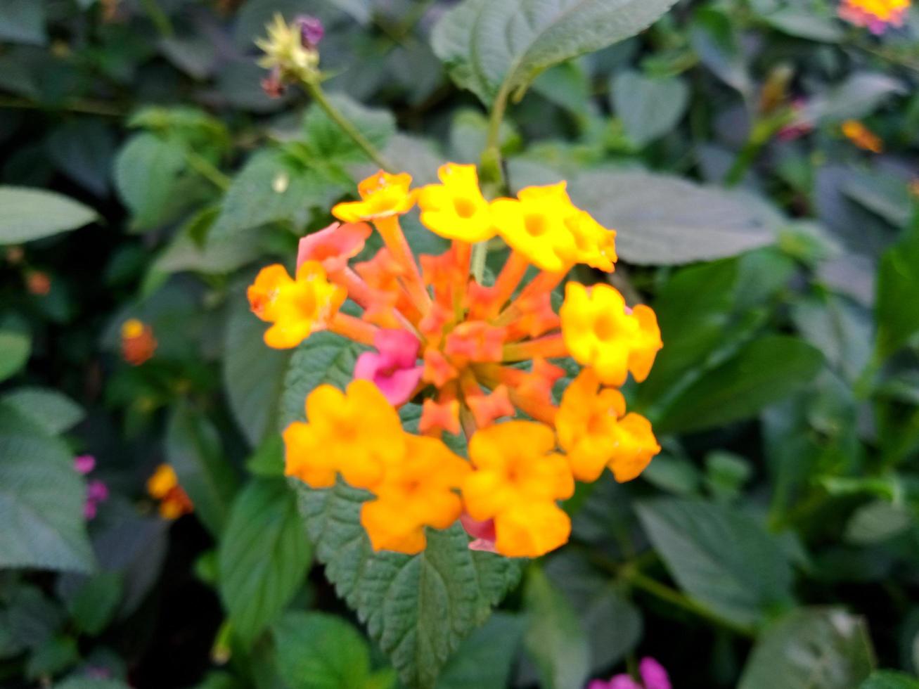 descargar fondos de pantalla de flores naturales foto