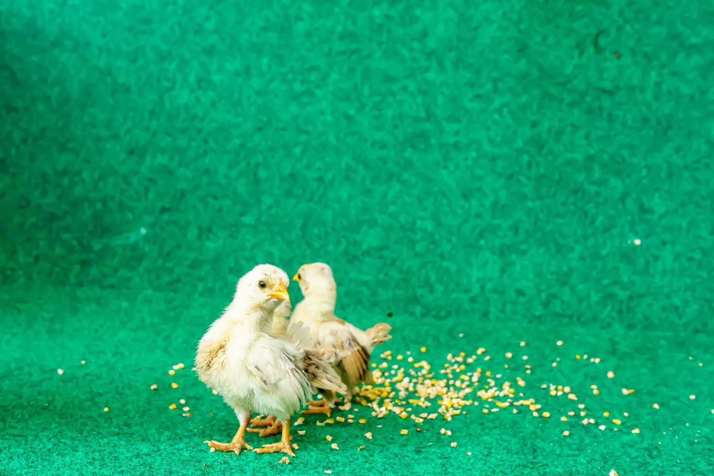 The yellow serama chicks on a artificial grass background. photo
