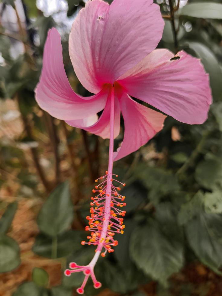 Close up of pink flower photo