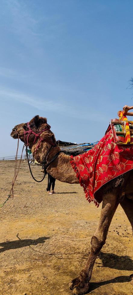 The camel ride photo