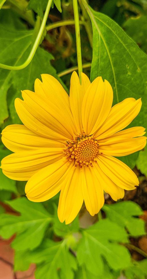 Closeup of yellow flower photo