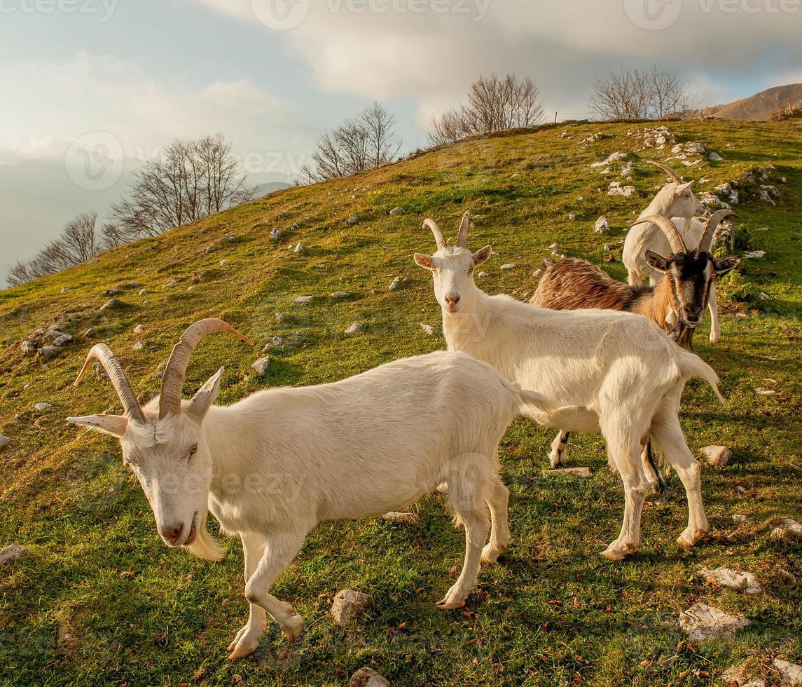 Goats in high mountain pasture photo