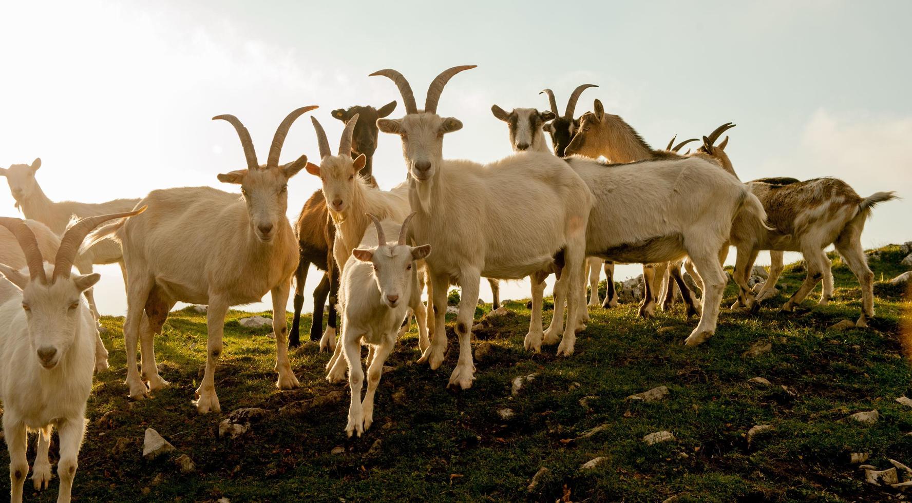 cabras en pastos de alta montaña foto