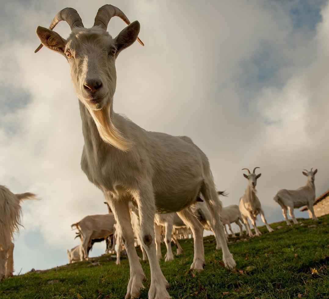 Goats in high mountain pasture photo