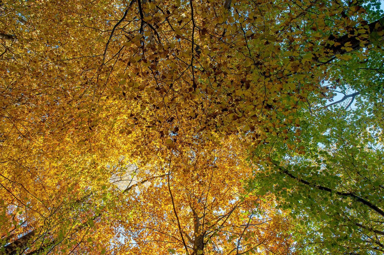 Enchanted forest with the colors of autumn photo