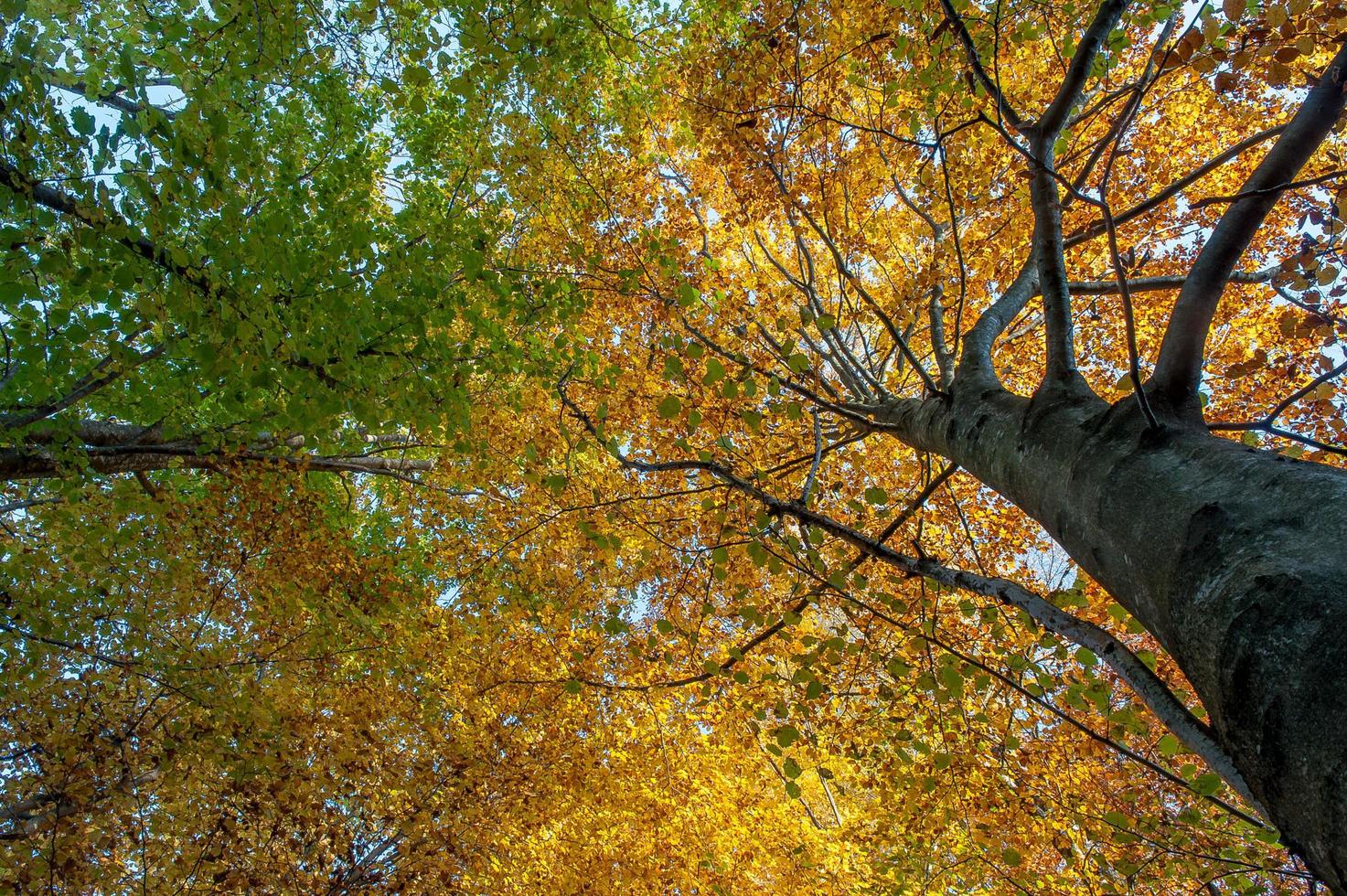 bosque encantado con los colores del otoño foto