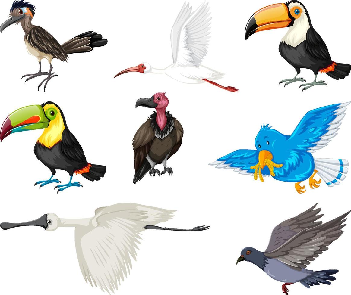 Different kinds of birds collection vector