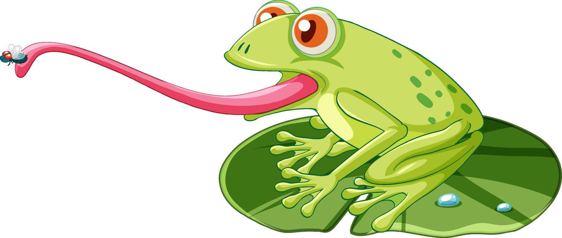 A frog on lotus leaf and catching insect vector