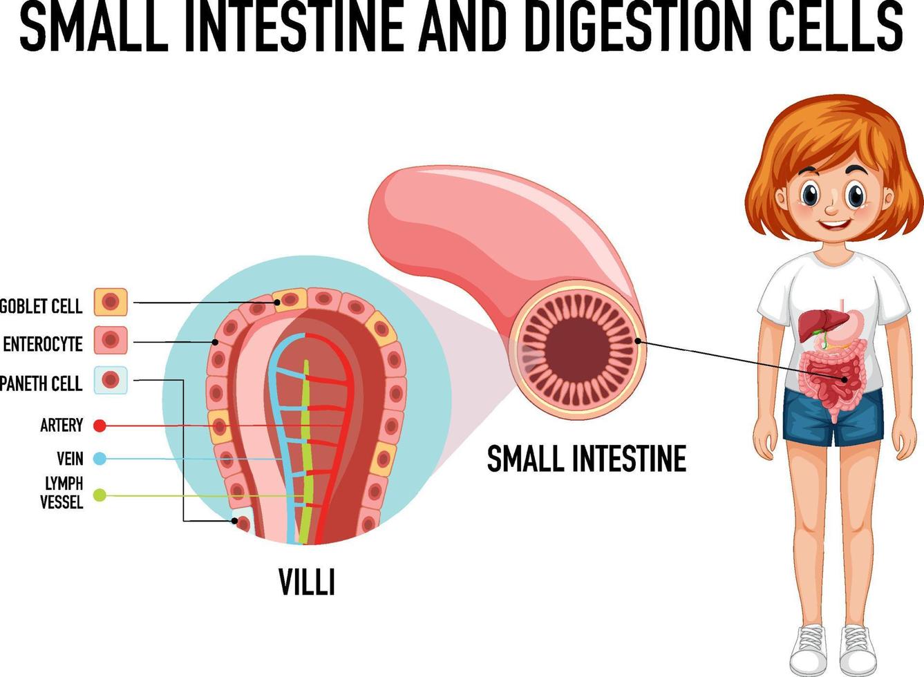 Diagram showing small intestine and digestion cell vector