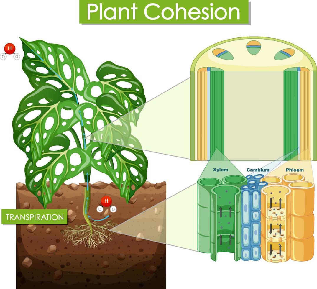 Diagram showing plant cohesion vector