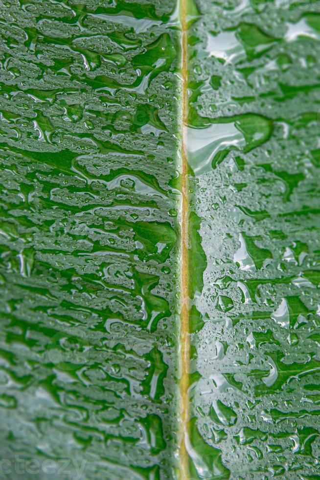 Wet with water drops Indian Ficus Elastica leaf in the tropical garden as a background and texture, closeup, details photo