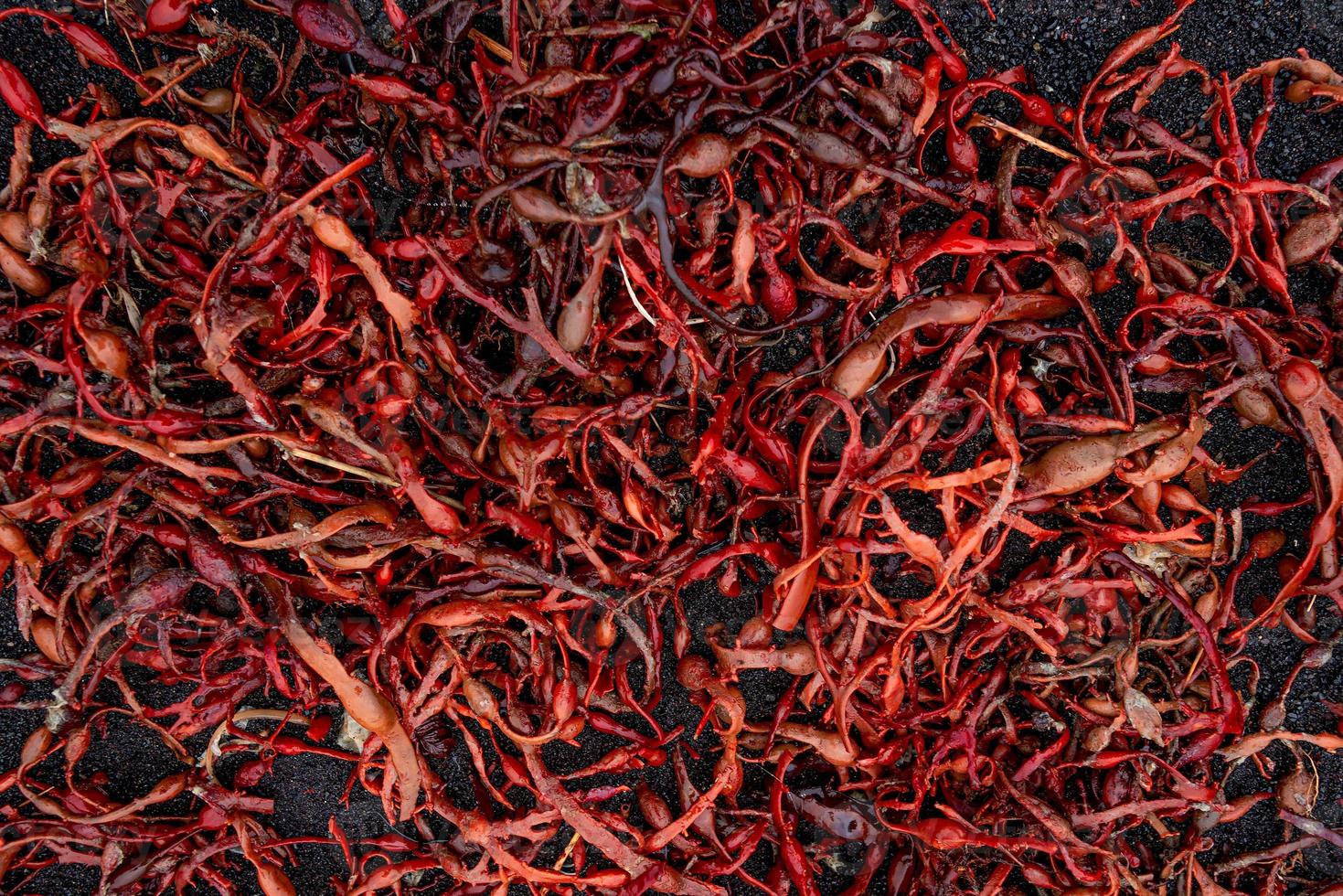 Wet with water drops tropical seaweed got offshore at the volcanic black sand beach as a background and texture, closeup, details. photo