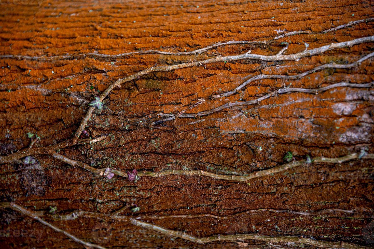 Colorful red and orange ancient forest tree trunk bark covered with lichen and epiphyte parasitic plants, Germany, closeup, details photo