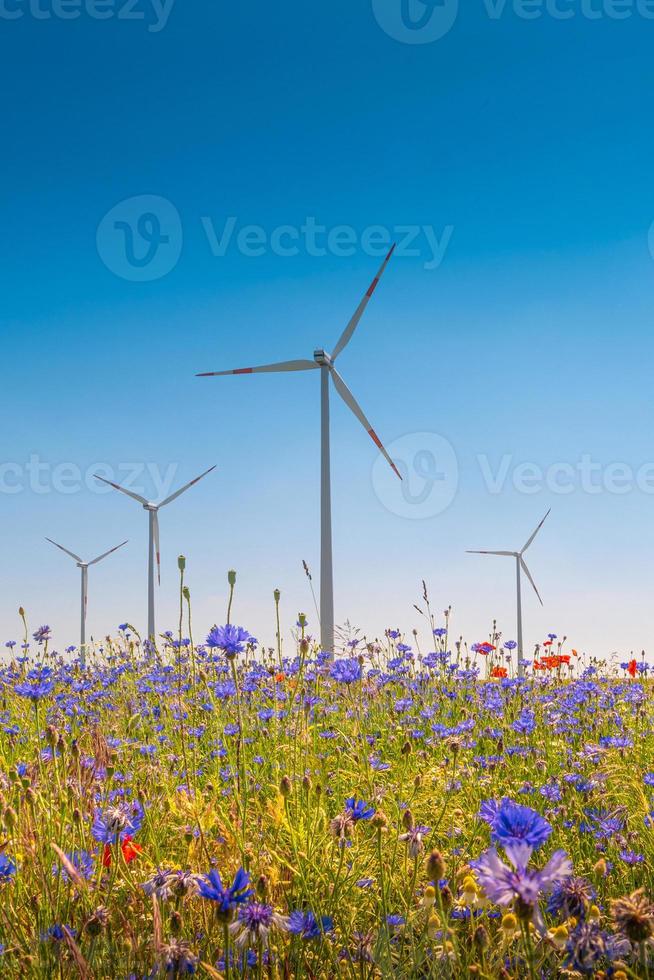 Beautiful farm landscape with wheat field, red poppies, white chamomile and blue cornflowers Centaurea Cyanus with wind turbines to produce green energy in Germany, Summer, at sunny day and blue sky. photo