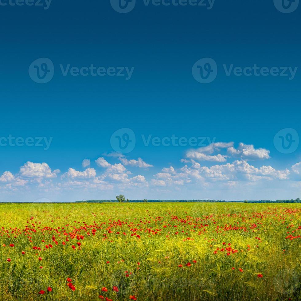 Banner with beautiful green and yellow farm landscape and meadow field with red poppy flowers, Germany, sunny day, blue sky with clouds and copy space gradient background. photo