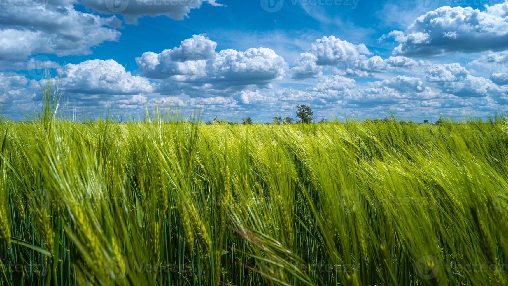 Panoramic view over beautiful farm landscape with green wheat field in closeup, Summer, at sunny day and blue cloudy sky. photo
