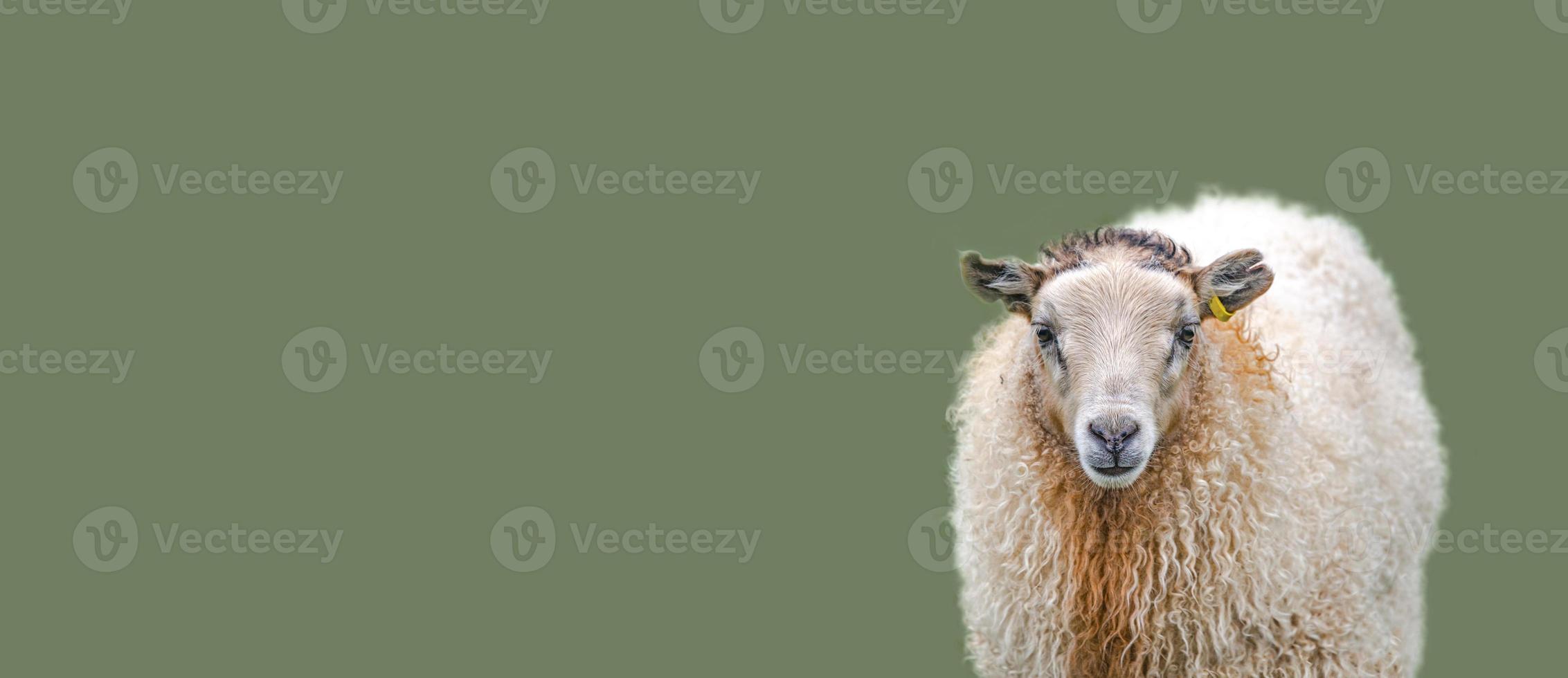 Banner with Icelandic sheep at dark green, khaki, at solid background with copy space, Iceland, details, closeup. Concept of sheep wool production industry. photo