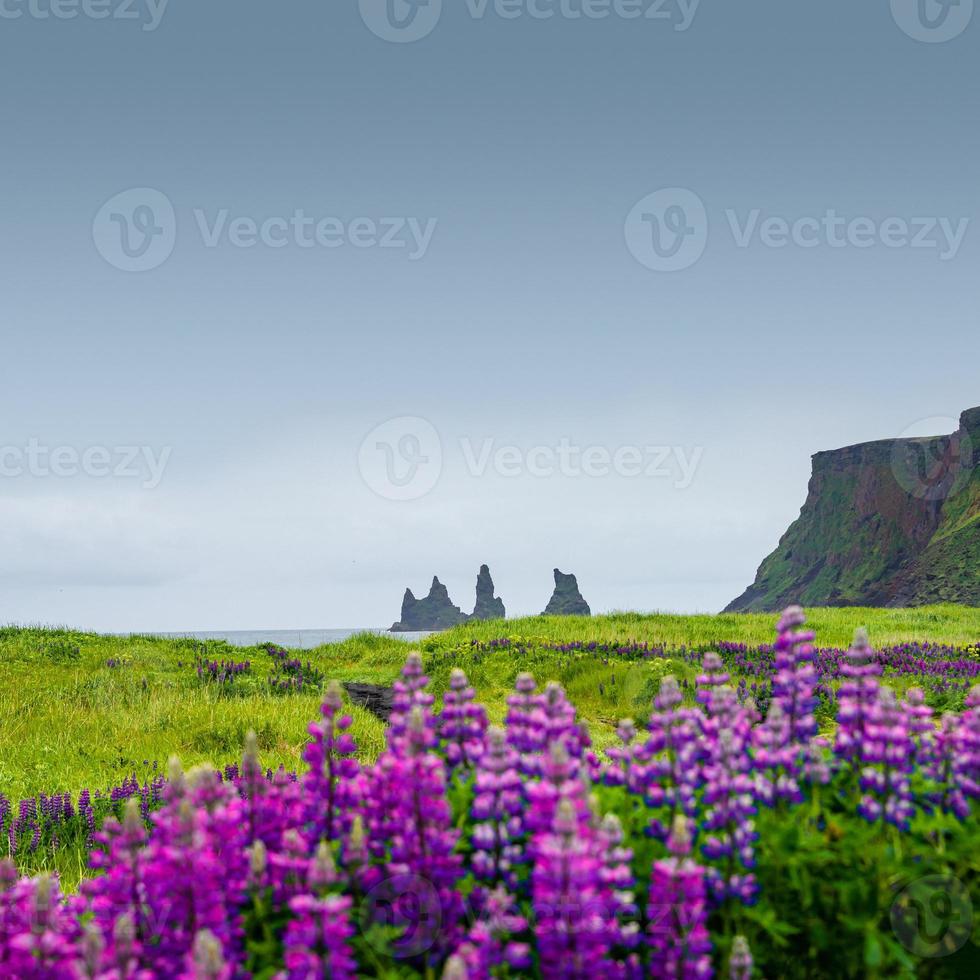Cover page with basalt stacks, pillars Reynisdrangar at black sand beach near Vik and violet and pink lupine flowers, South Iceland, summer, rainy blue sky. photo