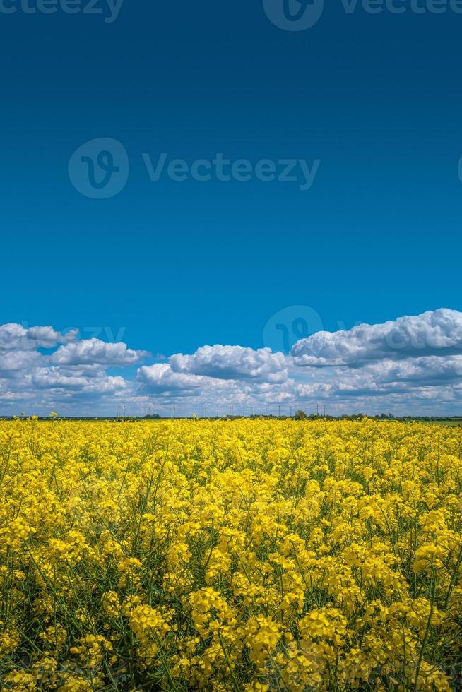 portada con un hermoso paisaje agrícola con colza en el campo de flores como biocombustible, turbinas eólicas para producir energía verde en alemania, primavera, cielo azul, día soleado. concepto de producción de energía verde. foto