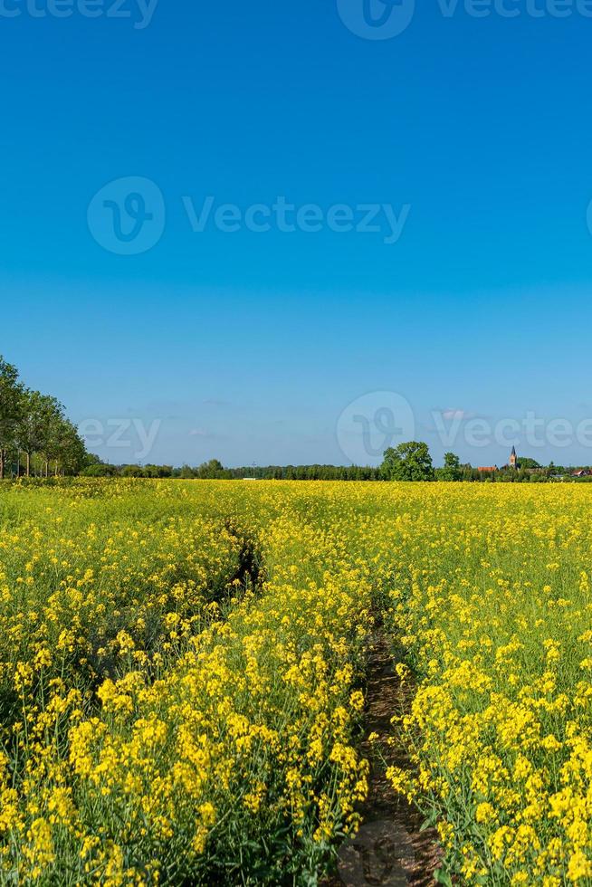 Cover page with beautiful farm landscape with yellow rapeseed at blossom field and lonely track in Germany, at Spring and blue sunny sky. photo