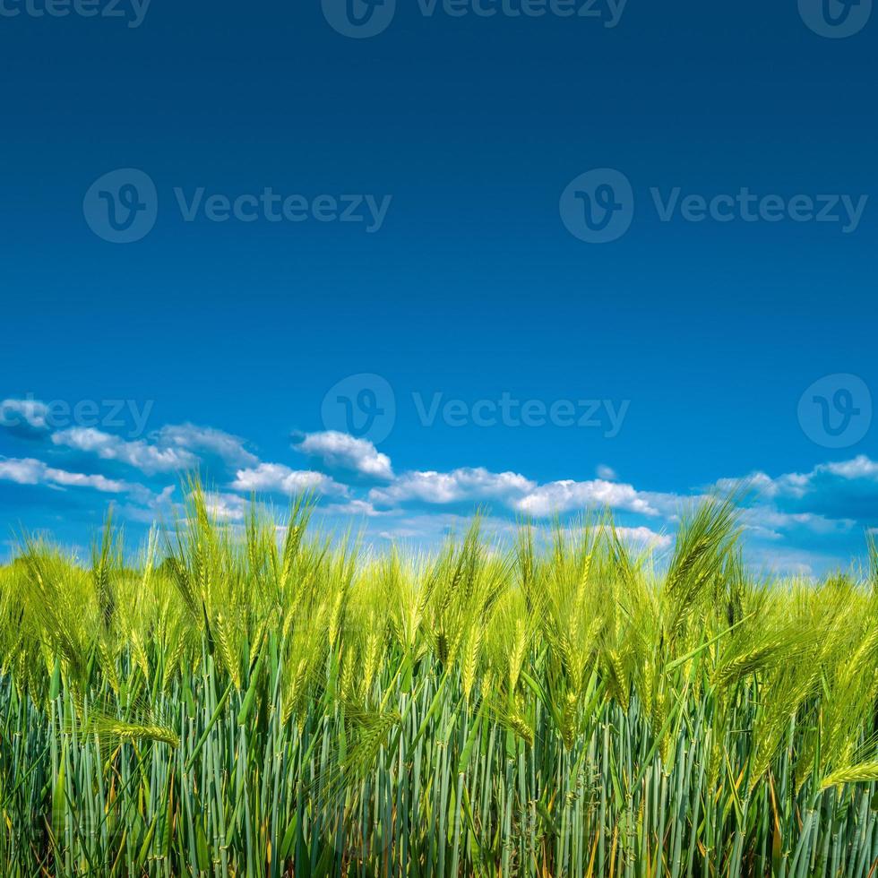Banner with view of beautiful farm landscape of green wheat field in late Spring, beginning of Summer in Europe, at blue sky with clouds and copy space gradient background. photo