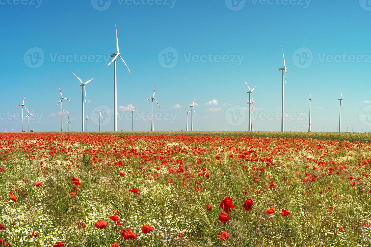 Beautiful farm landscape with wheat field, poppies and chamomile flowers, wind turbines to produce green energy in Germany, Summer, at sunny day and blue sky. photo