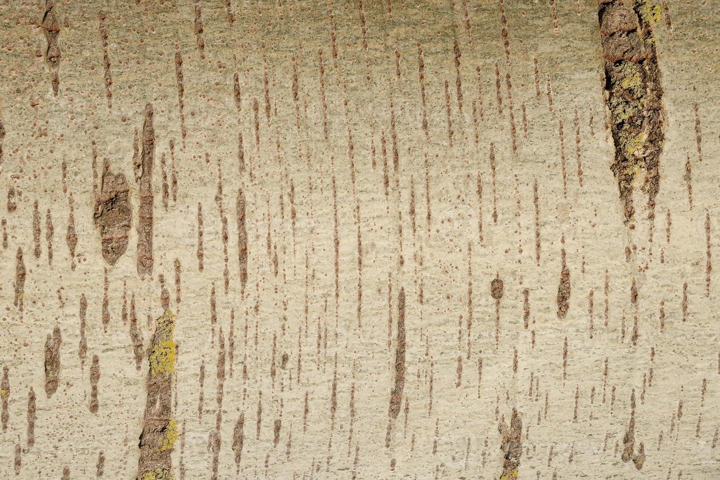 Ancient trunk bark of plane tree in forest covered with lichen, Germany, closeup, details photo