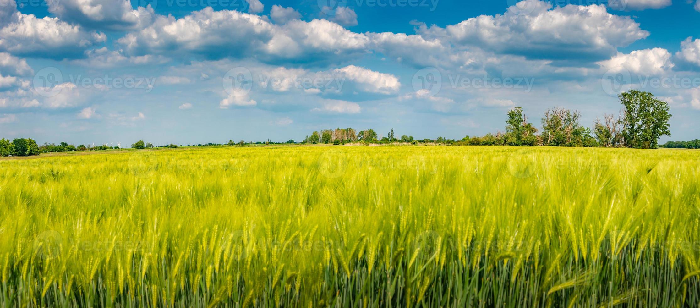 Panoramic view of beautiful farm landscape of green wheat field in late Spring, beginning of Summer in Europe, blue sky with clouds photo