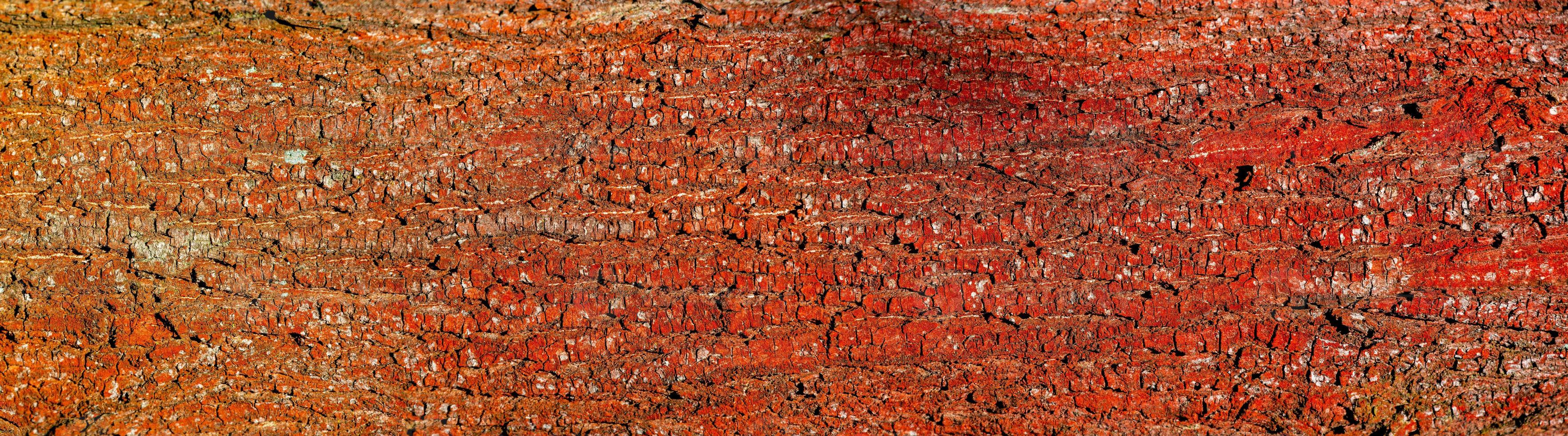 Colorful red and orange ancient forest tree trunk bark covered with lichen, Germany, closeup, details. photo