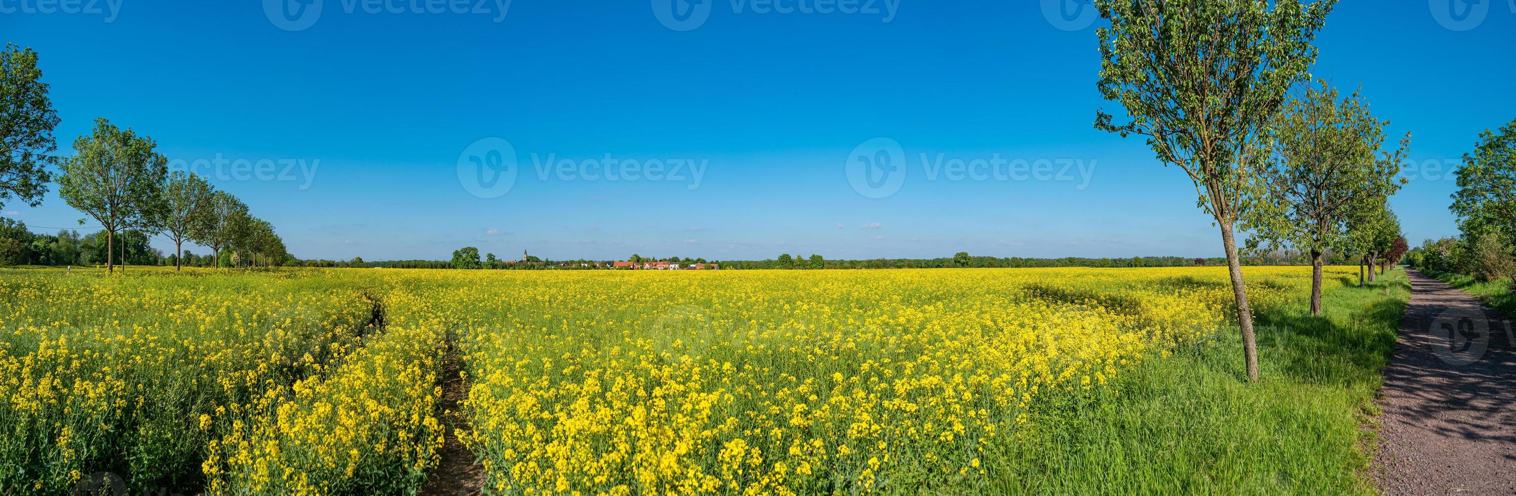 Panoramic view over beautiful farm landscape with yellow rapeseed at blossom field and lonely road in Germany, at Spring and blue sunny sky. photo