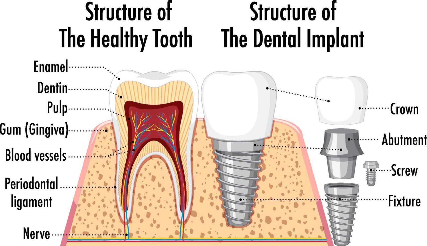 Infographic of human in structure of the healthy tooth vector
