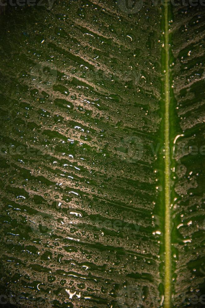 mojado con gotas de agua hoja de ficus elastica indio en el jardín tropical como fondo y textura, primer plano, detalles foto