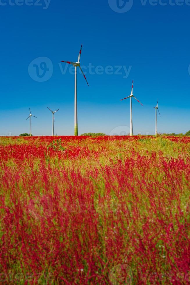 Beautiful farm landscape with meadow red flowers and wind turbines to produce green energy in Germany, Summer, at sunny day and blue sky. photo