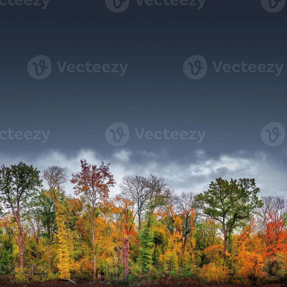 Banner with hiking trail through dense woods as northern hemisphere jungle with many different plants in golden Autumn colors and dramatic rainy sky. With copy space gradient background. photo