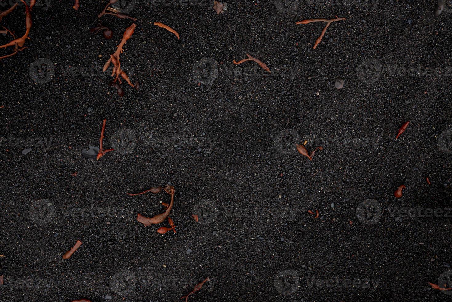 Volcanic black sand beach with some pieces of tropical red seaweed as a background and texture, closeup, details. photo