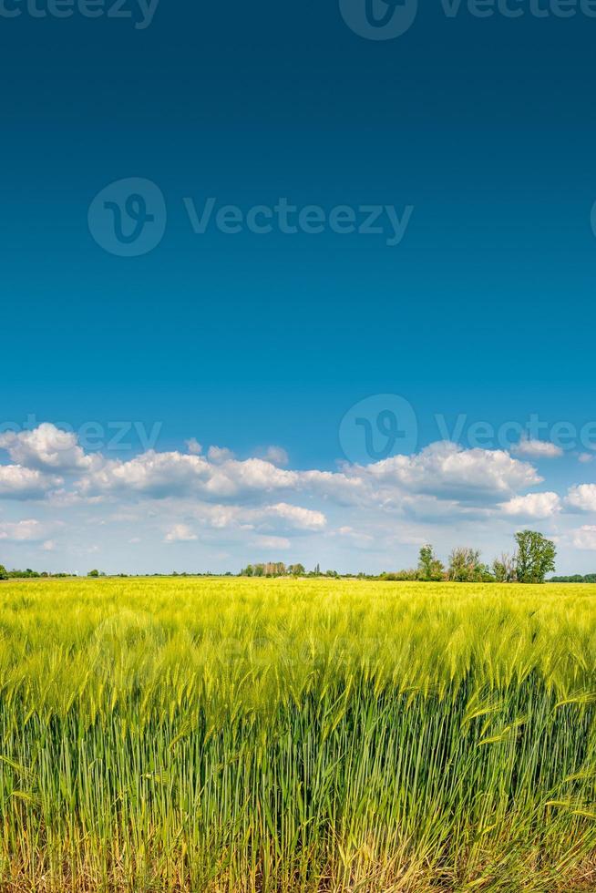 Banner with view of beautiful farm landscape of green wheat field in late Spring, beginning of Summer in Europe, at blue sky with clouds and copy space gradient background. photo