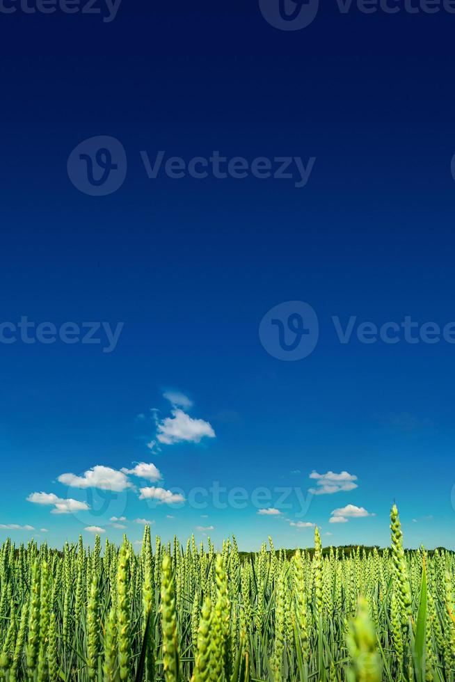 Beautiful farm landscape of green wheat field in late Spring, beginning of Summer in Europe photo