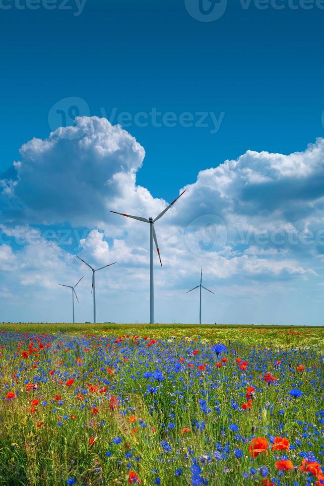 Beautiful farm landscape with wheat field, red poppies, white chamomile and blue cornflowers Centaurea Cyanus with wind turbines to produce green energy in Germany, Summer, at dramatic sky. photo