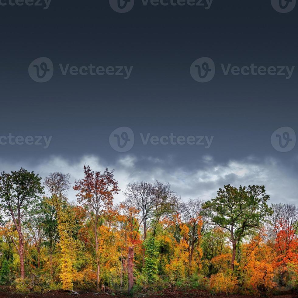 Banner with hiking trail through dense woods as northern hemisphere jungle with many different plants in golden Autumn colors and dramatic rainy sky. With copy space gradient background. photo