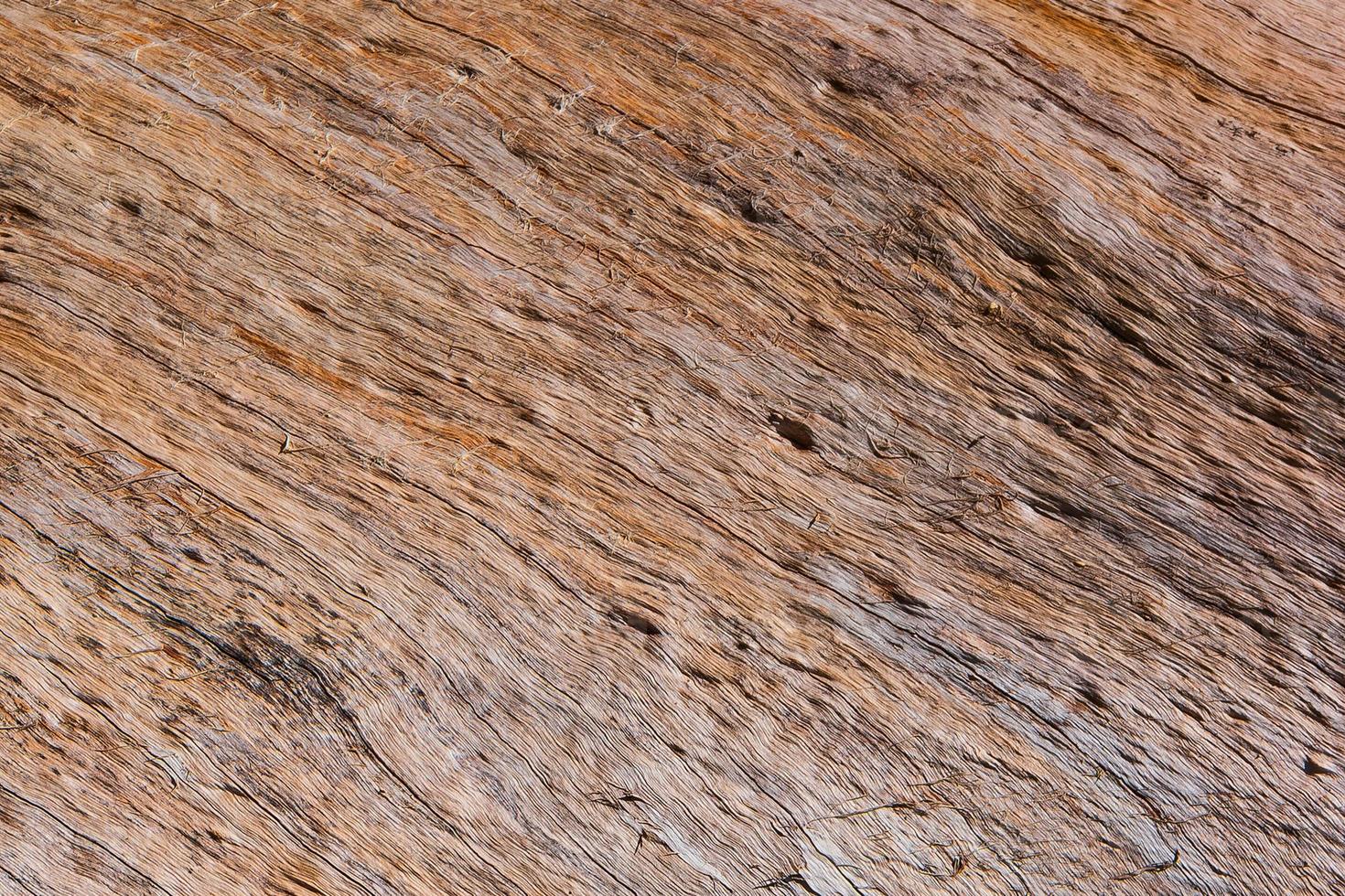 Ancient trunk bark of eucalyptus tree in Patagonian forest, Argentina, closeup, details, background. photo