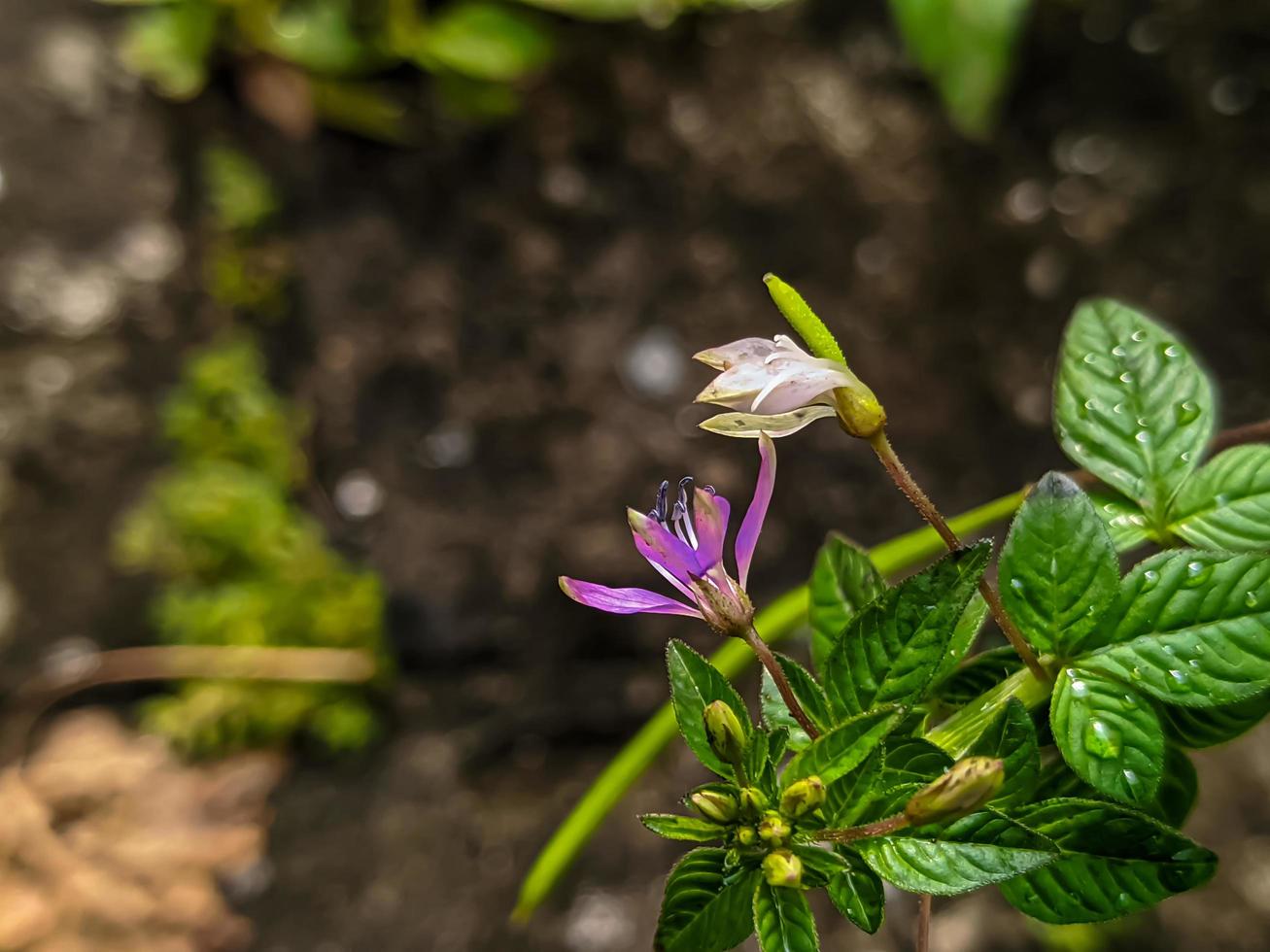 planta maman lanang con el nombre latino o nombre científico cleome rutidosperma, que ondea en el viento en un bosque foto