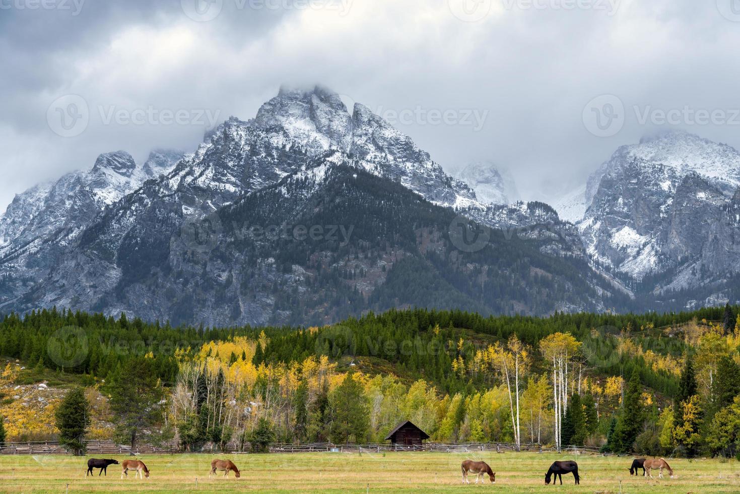 Donkeys in a field in Grand Teton National Park photo