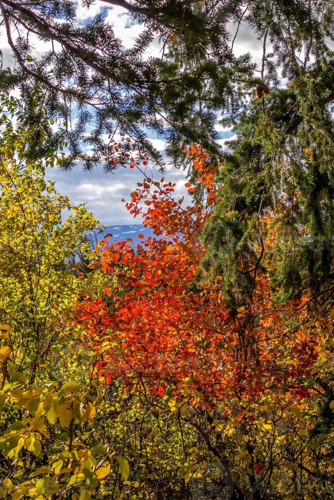 Autumn Colours in Wyoming photo