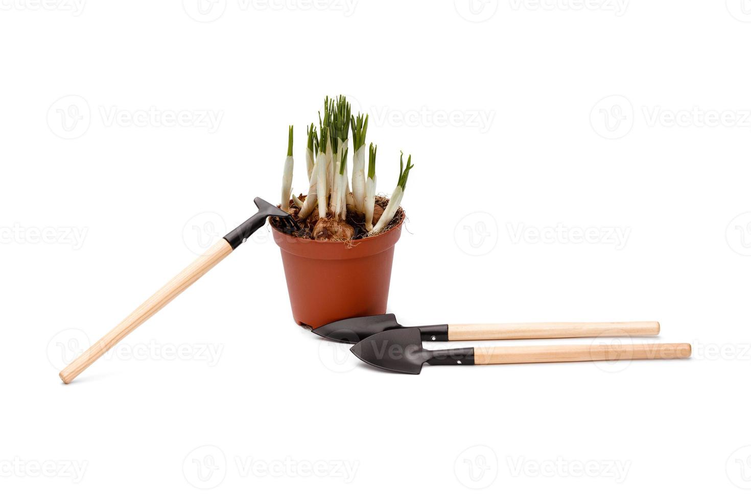 Daffodils and gardening tools. tools for gardening and irrigation flowers isolated on a white background. daffodil flowers in a pot photo