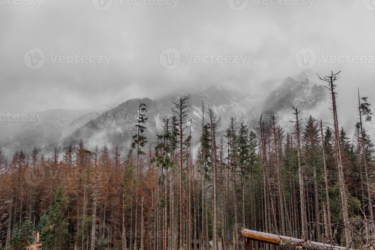 Autumn view, yellow green trees and snow-capped mountains. Morske Oko, Poland, Europe photo