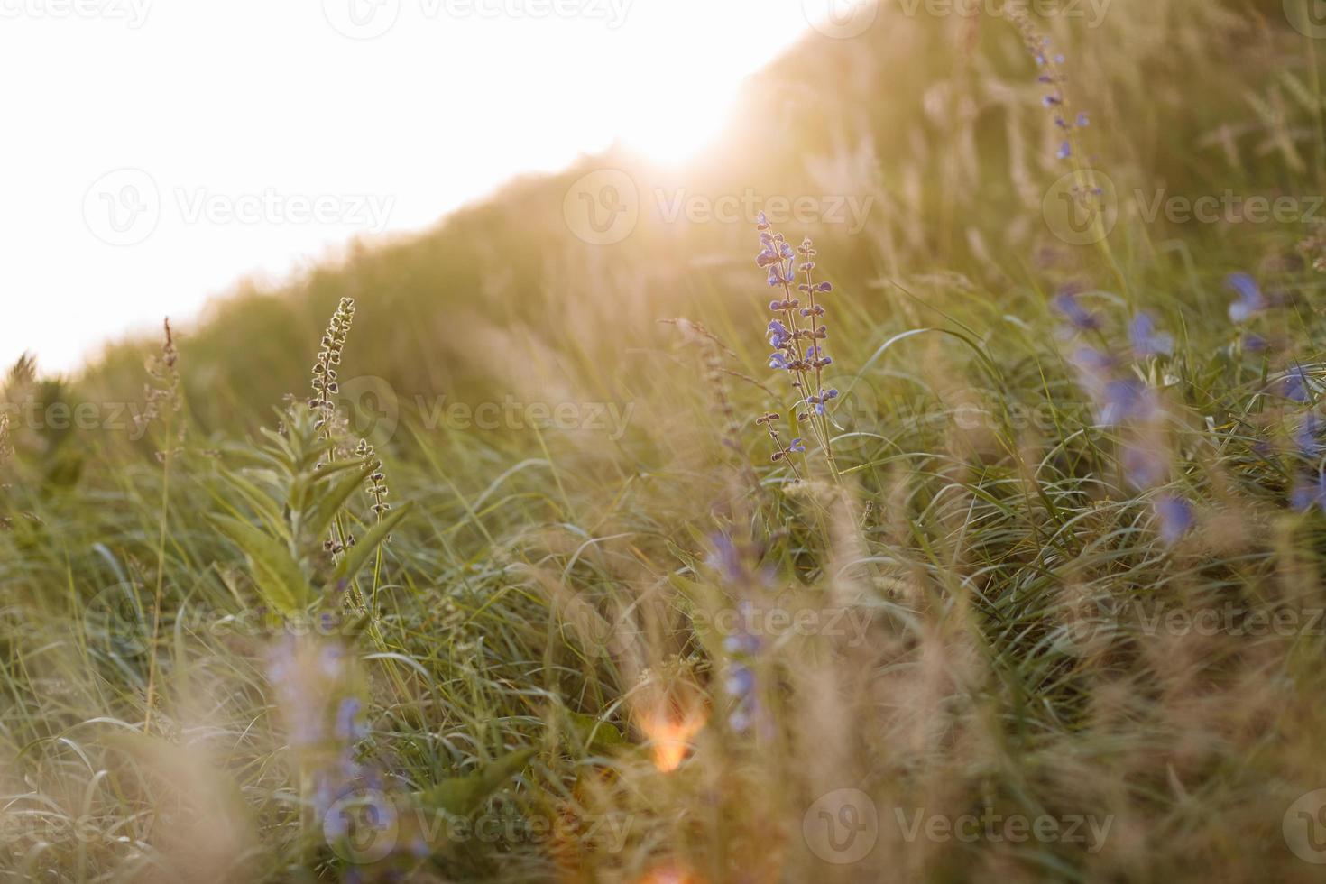 Selective soft focus of dry grass, violet blue vibrant wildflowers, stalks blowing in the wind at golden sunset light, blurred hills on background, copy space. Nature, summer, grass concept photo